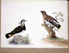 A Lapwing and a Waxwing 1824  on