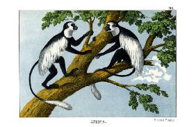 Guereza Monkey 1860