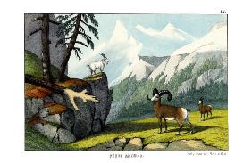 Rocky Mountain Sheep 1860