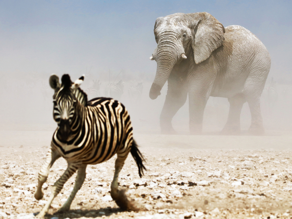 Elephant and Zebra, Etosha von Eric Meyer