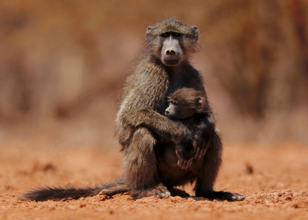 Mother and child (baboon) von Eric Meyer