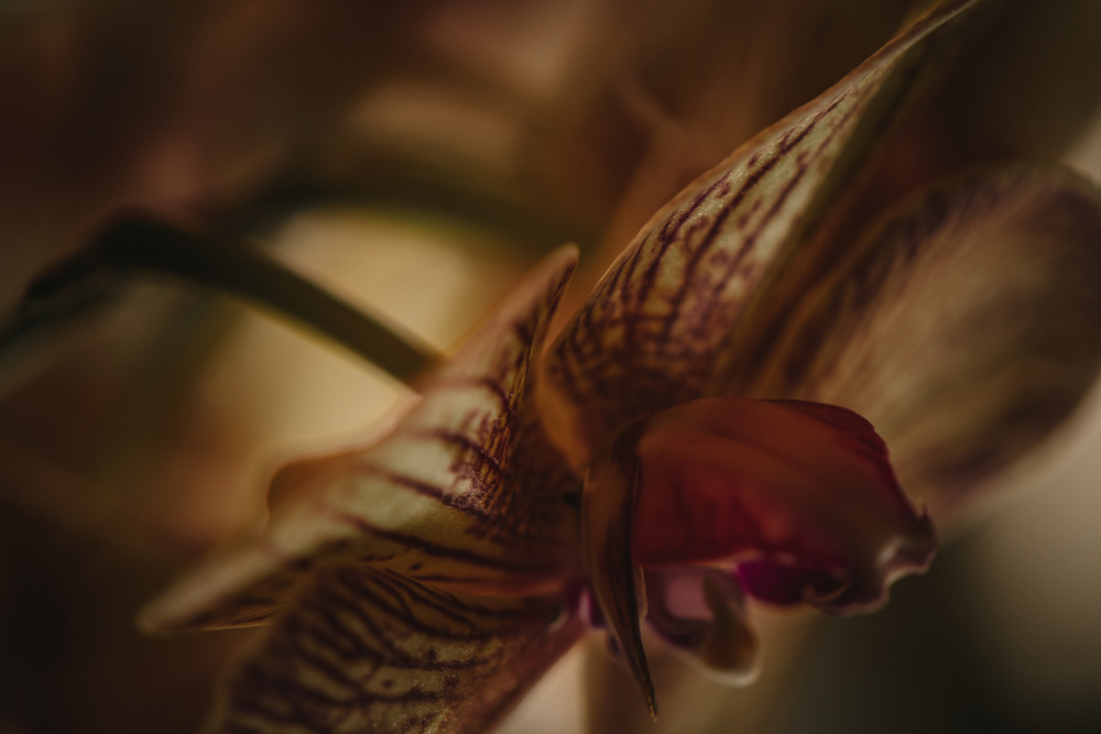 Botanische Serie - Orchidee 2/2 von Eva Bronzini
