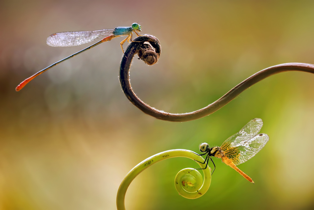 Damselfly – Kleine Libelle von Fauzan Maududdin