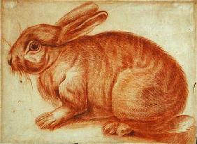 A Rabbit c.1600