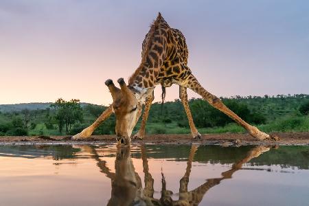 Giraffentrinken bei Sonnenuntergang