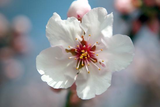 Mandelblütenfest in Gimmeldingen läutet Frühling von Fredrik Von Erichsen