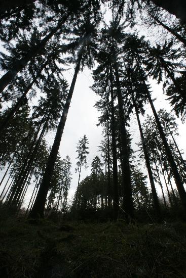 Wald in Rheinland-Pfalz von Fredrik Von Erichsen