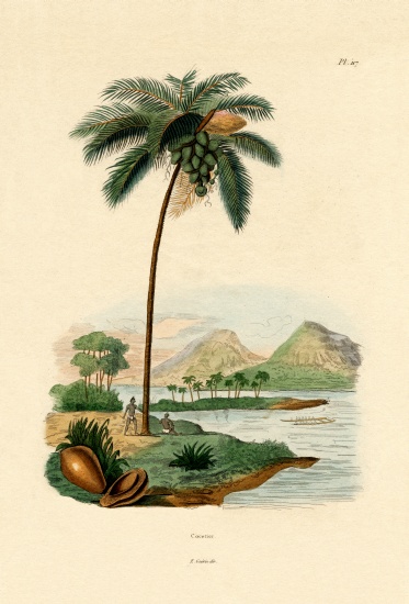 Coconut Palm von French School, (19th century)