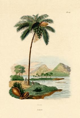 Coconut Palm 1833-39