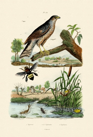 Eurasian Sparrowhawk von French School, (19th century)