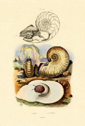 Moon Snail 1833-39