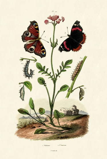 Peacock Butterfly von French School, (19th century)