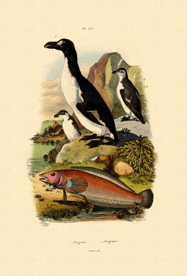Penguin von French School, (19th century)