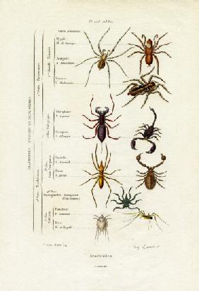 Scorpions 1833-39