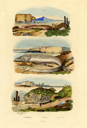Shore Clingfish 1833-39
