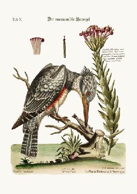 The American Kingfisher 1749-73