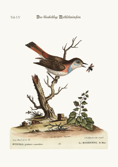 The blue-throat Redstart von George Edwards
