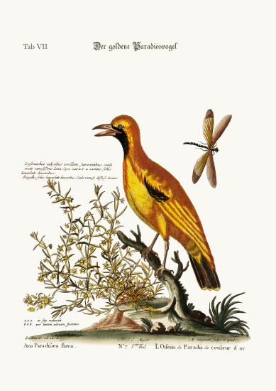 The Golden Bird of Paradise von George Edwards