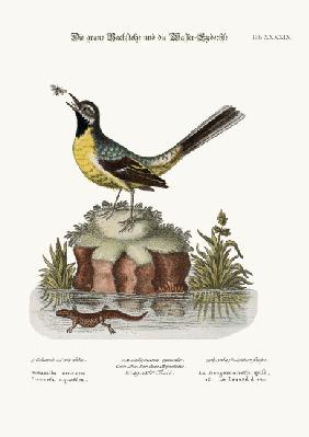 The Grey Water-Wagtail, and the Water Lizard 1749-73