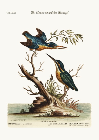 The little Indian Kingfishers von George Edwards