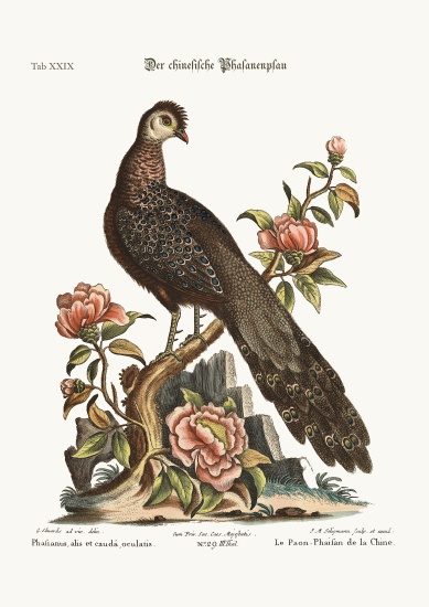 The Peacock Pheasant from China von George Edwards