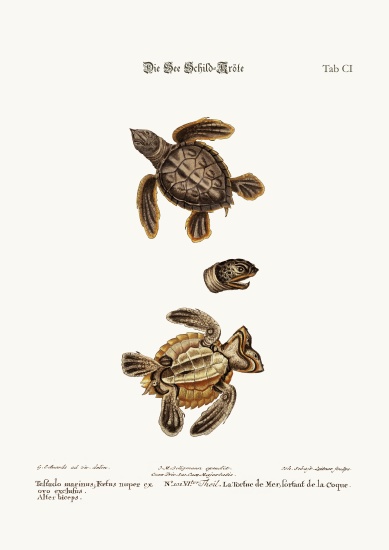 The Sea-Tortoise von George Edwards
