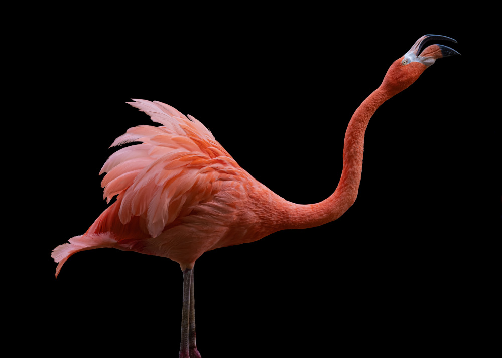Flamingo von Georgios Tsikiridis
