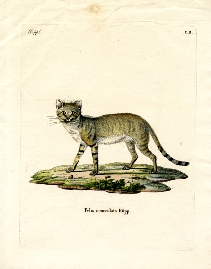 African Wild Cat von German School, (19th century)