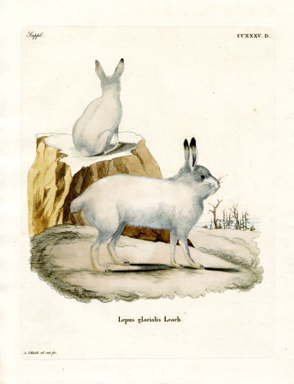 Arctic Hare von German School, (19th century)