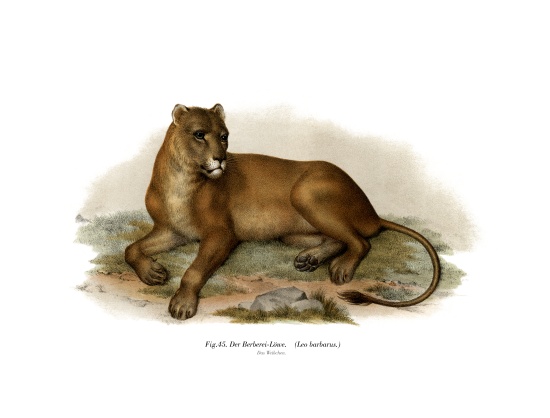 Barbary Lion von German School, (19th century)