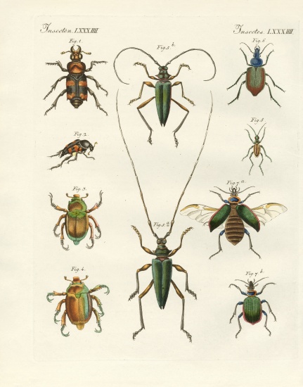 Beatiful beetles von German School, (19th century)