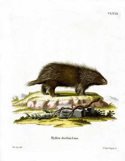 Canadian Porcupine von German School, (19th century)