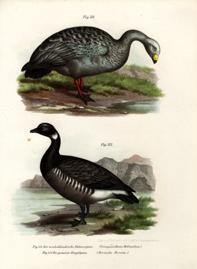 Cereopsis Goose von German School, (19th century)