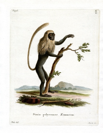 Colobus Monkey von German School, (19th century)