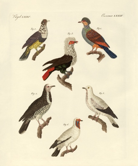 Different kinds of foreign pigeons von German School, (19th century)