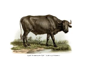 Domestic Buffalo 1860
