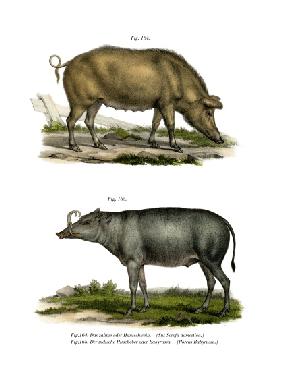 Domestic Pig 1860