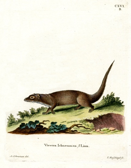 Egyptian Mongoose von German School, (19th century)