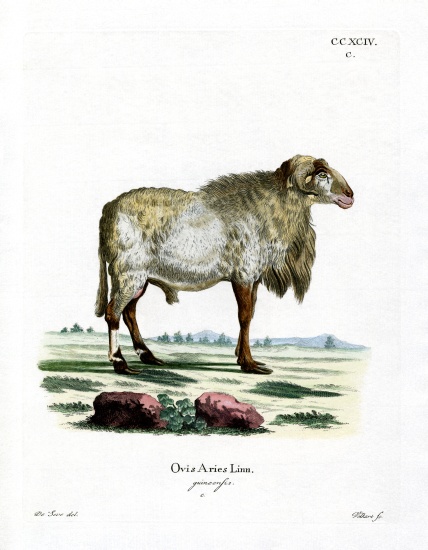 Guinea Sheep von German School, (19th century)