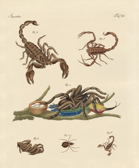 Harmful insects from hot countries von German School, (19th century)