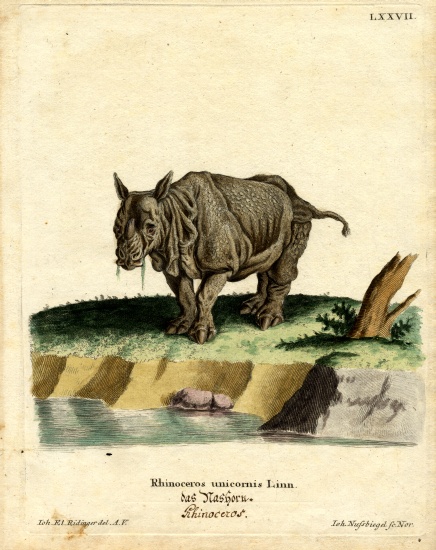Indian Rhinoceros von German School, (19th century)