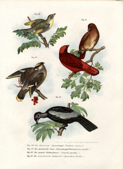 Leiothrix Bird von German School, (19th century)