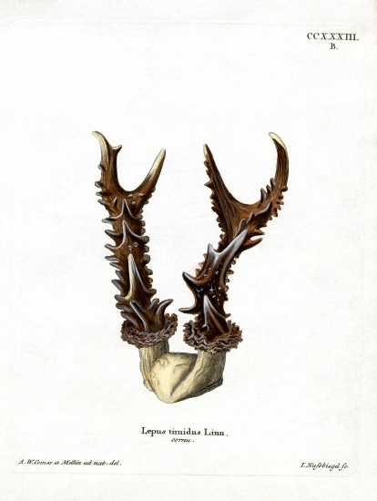 Maountain Hare Antlers von German School, (19th century)