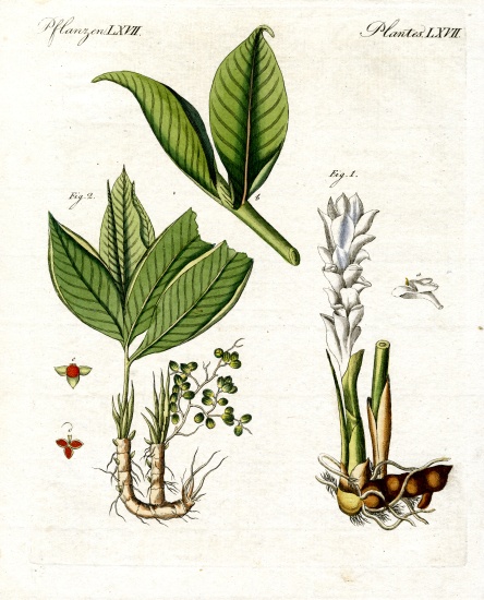 Medical plants von German School, (19th century)