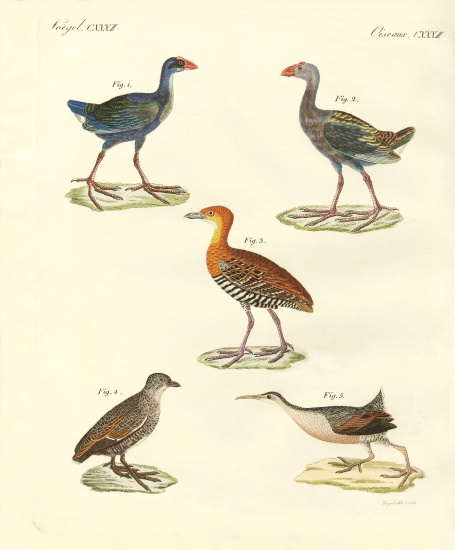 New birds von German School, (19th century)