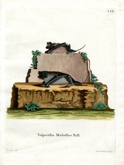 Pallas's Mastiff Bat von German School, (19th century)