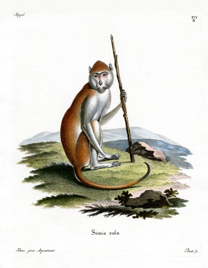 Patas Monkey von German School, (19th century)
