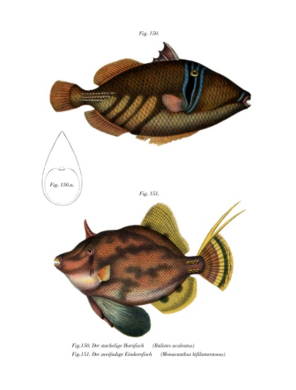 Picasso Fish von German School, (19th century)