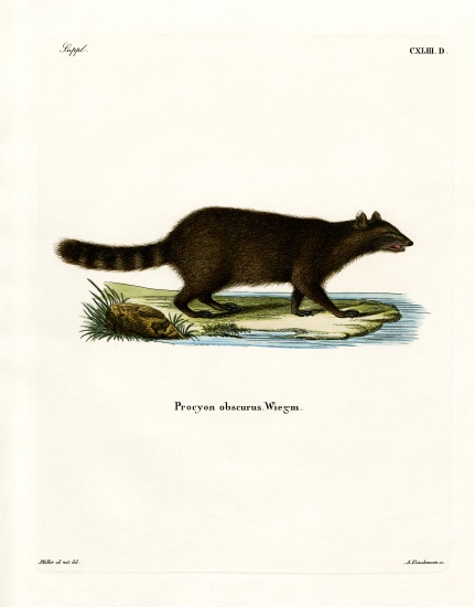 Raccoon von German School, (19th century)