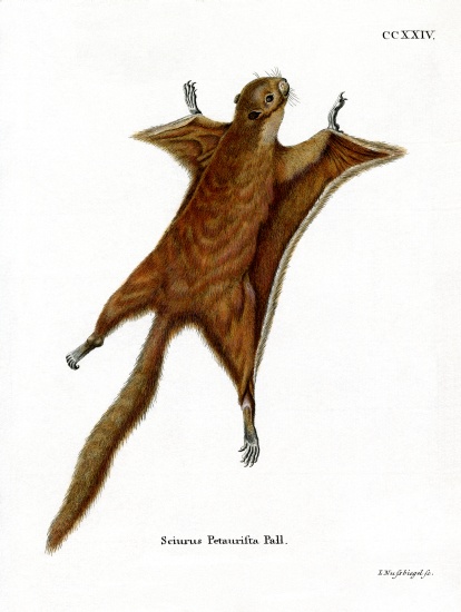 Red Giant Flying Squirrel von German School, (19th century)